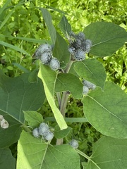 Arctium tomentosum