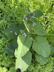 Arctium tomentosum