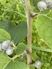 Arctium tomentosum