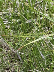 Trichophorum pumilum