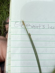 Trichophorum pumilum