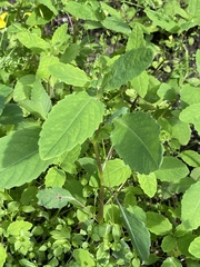 Impatiens noli-tangere