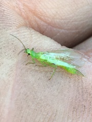 Alloperlini