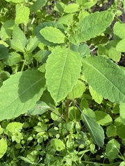 Impatiens noli-tangere