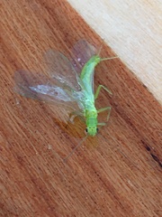 Alloperlini