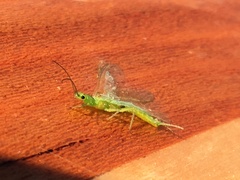 Alloperlini