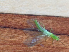 Alloperlini
