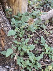 Phacelia hydrophylloides