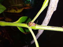 Alagoasa decemguttata