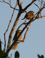 Gavicalis fasciogularis