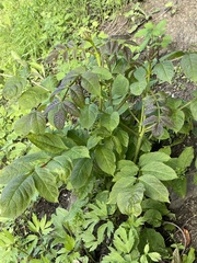 Fraxinus chinensis