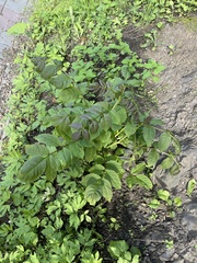 Fraxinus chinensis