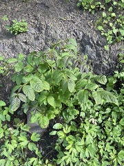 Fraxinus chinensis