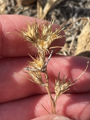 Eriastrum filifolium