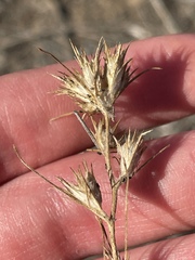 Eriastrum filifolium