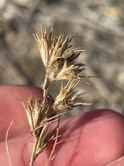 Eriastrum filifolium