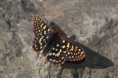 Euphydryas colon