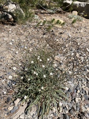 Ivesia santolinoides