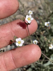 Ivesia santolinoides