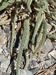 Ivesia santolinoides