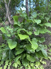 Fraxinus