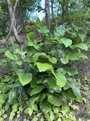 Fraxinus