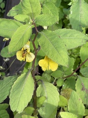 Impatiens noli-tangere