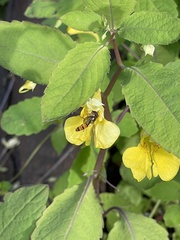 Impatiens noli-tangere