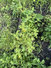 Impatiens noli-tangere