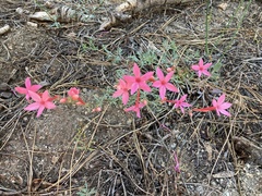 Ipomopsis aggregata bridgesii