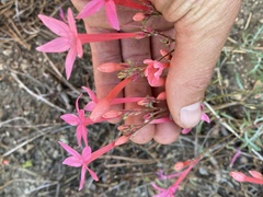 Ipomopsis aggregata bridgesii
