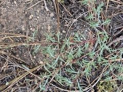 Ipomopsis aggregata bridgesii