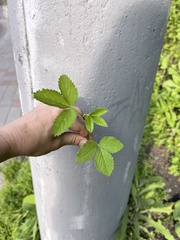 Potentilla fragarioides