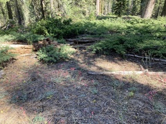 Ipomopsis aggregata bridgesii