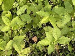 Potentilla fragarioides
