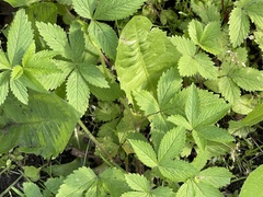 Potentilla fragarioides