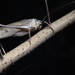 Mecopoda elongata - Photo (c) 桃子, some rights reserved (CC BY-NC), uploaded by 桃子