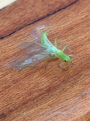 Alloperlini