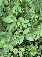 Potentilla cryptotaeniae