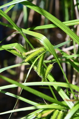 Carex pseudocyperus