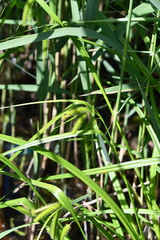 Carex pseudocyperus