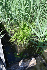 Carex pseudocyperus