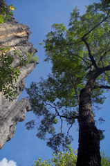 Diospyros humilis