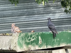 Columba livia domestica