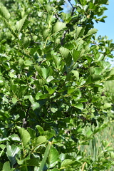 Alnus glutinosa