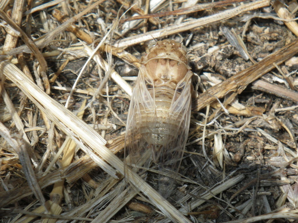 Tibicinoides pallidula