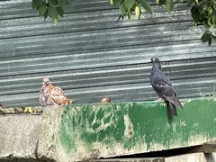 Columba livia domestica
