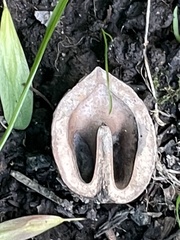 Juglans mandshurica