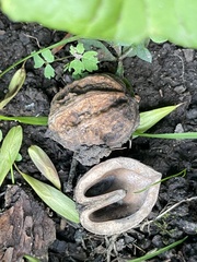 Juglans mandshurica