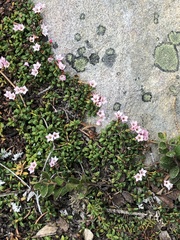 Kalmia procumbens